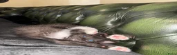 Mixed Breed cats for sale: Kittens ready now  - Advert 4