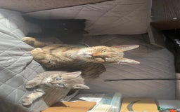 Mixed Breed cats for sale: Tabby girls kitten - Image 1