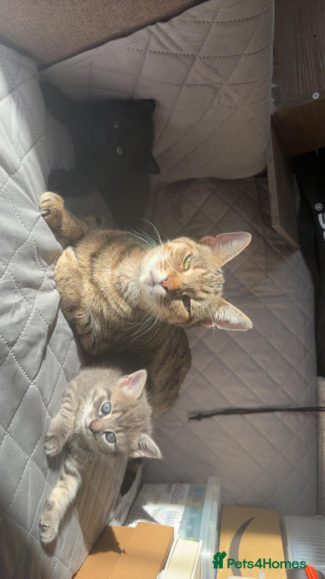 Mixed Breed cats for sale: Tabby girls kitten - Image 1