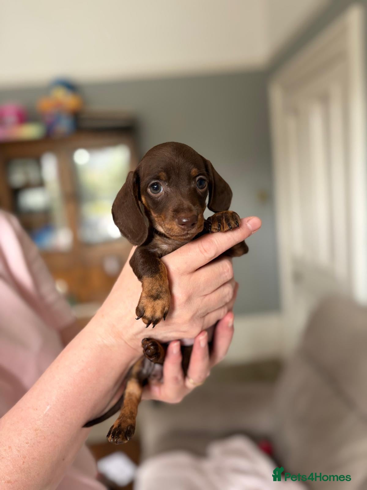 Miniature Dachshund dogs 1 Left KC Registered Miniature Dachshund Puppies - Advert 1