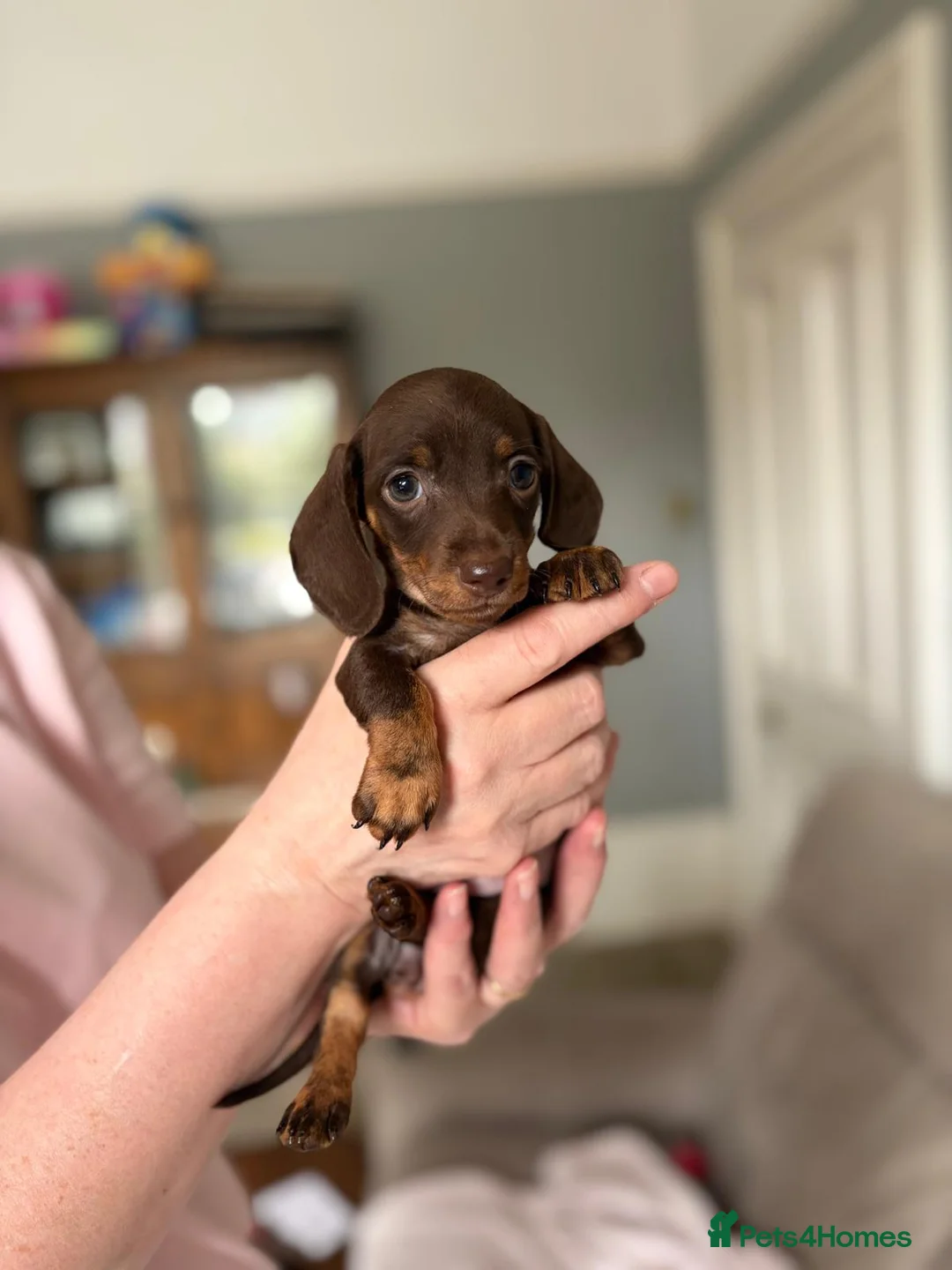 Miniature Dachshund dogs for sale: 1 Left KC Registered Miniature Dachshund Puppies - Advert 2