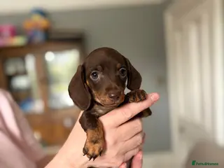 Miniature Dachshund dogs 1 Left KC Registered Miniature Dachshund Puppies - Advert 1