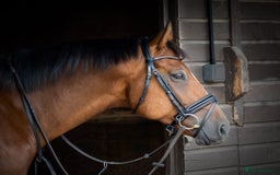 Other Breed horses for sale: 15.1 Welsh x thoroughbred  - Image 3