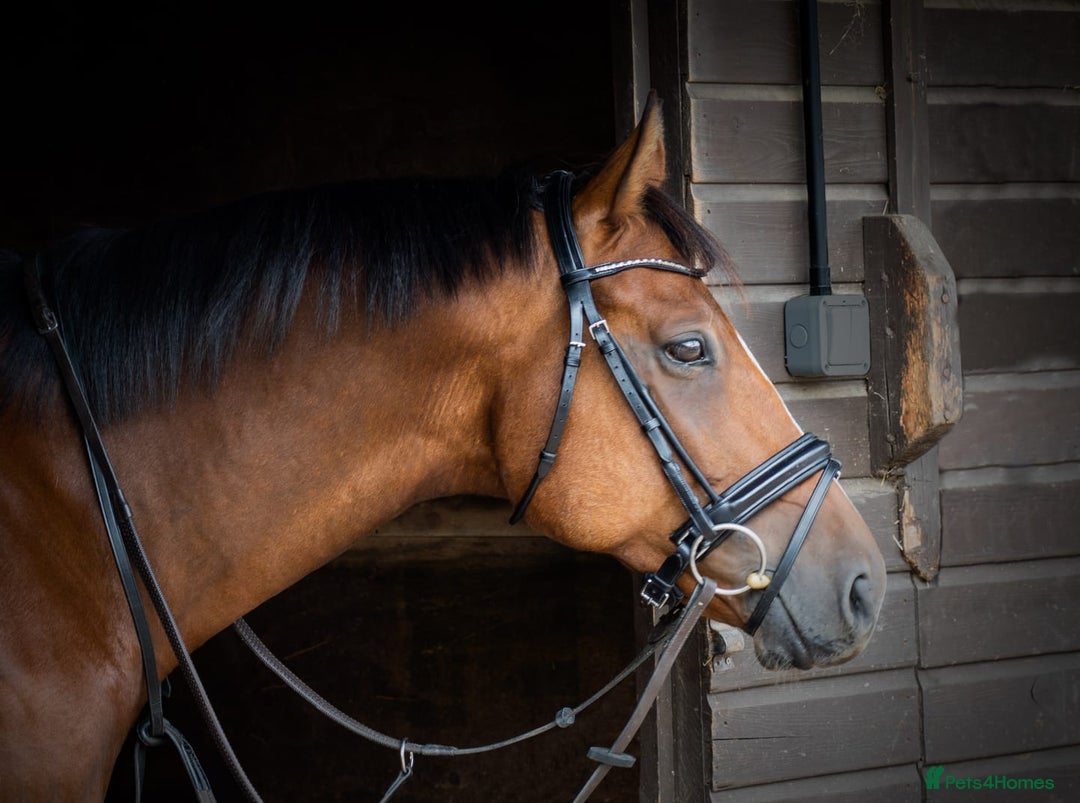 Other Breed horses for sale: 15.1 Welsh x thoroughbred  - Image 3