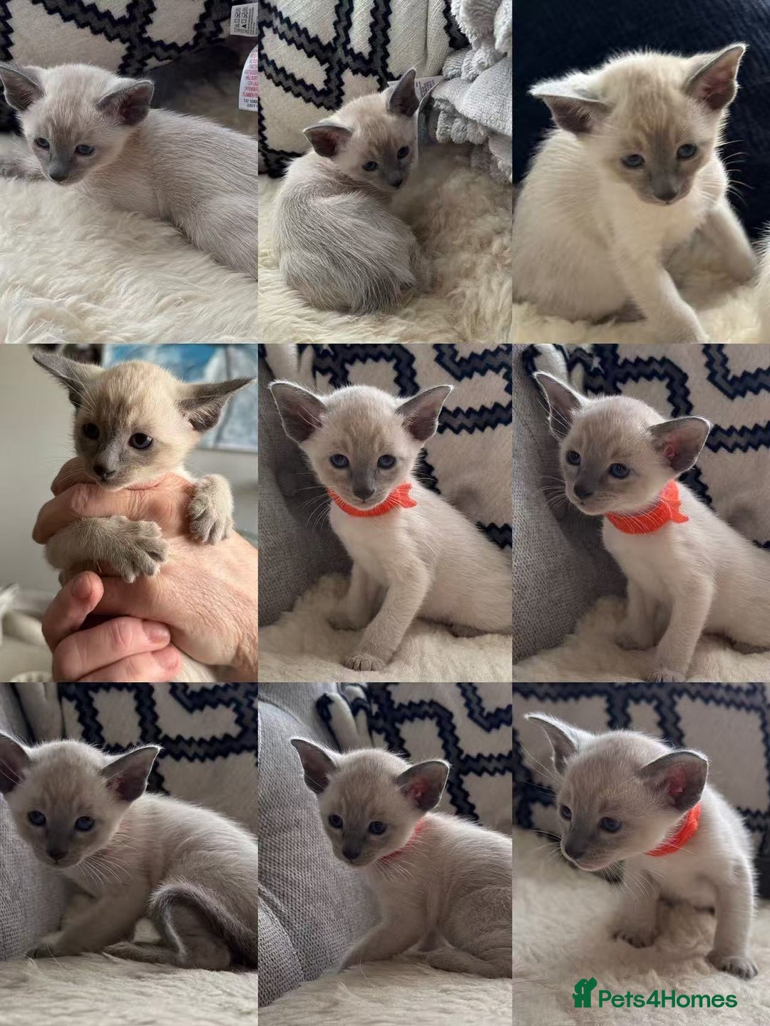 Siamese cats for sale: Beautiful Siamese Kittens – Ready February - Advert 22
