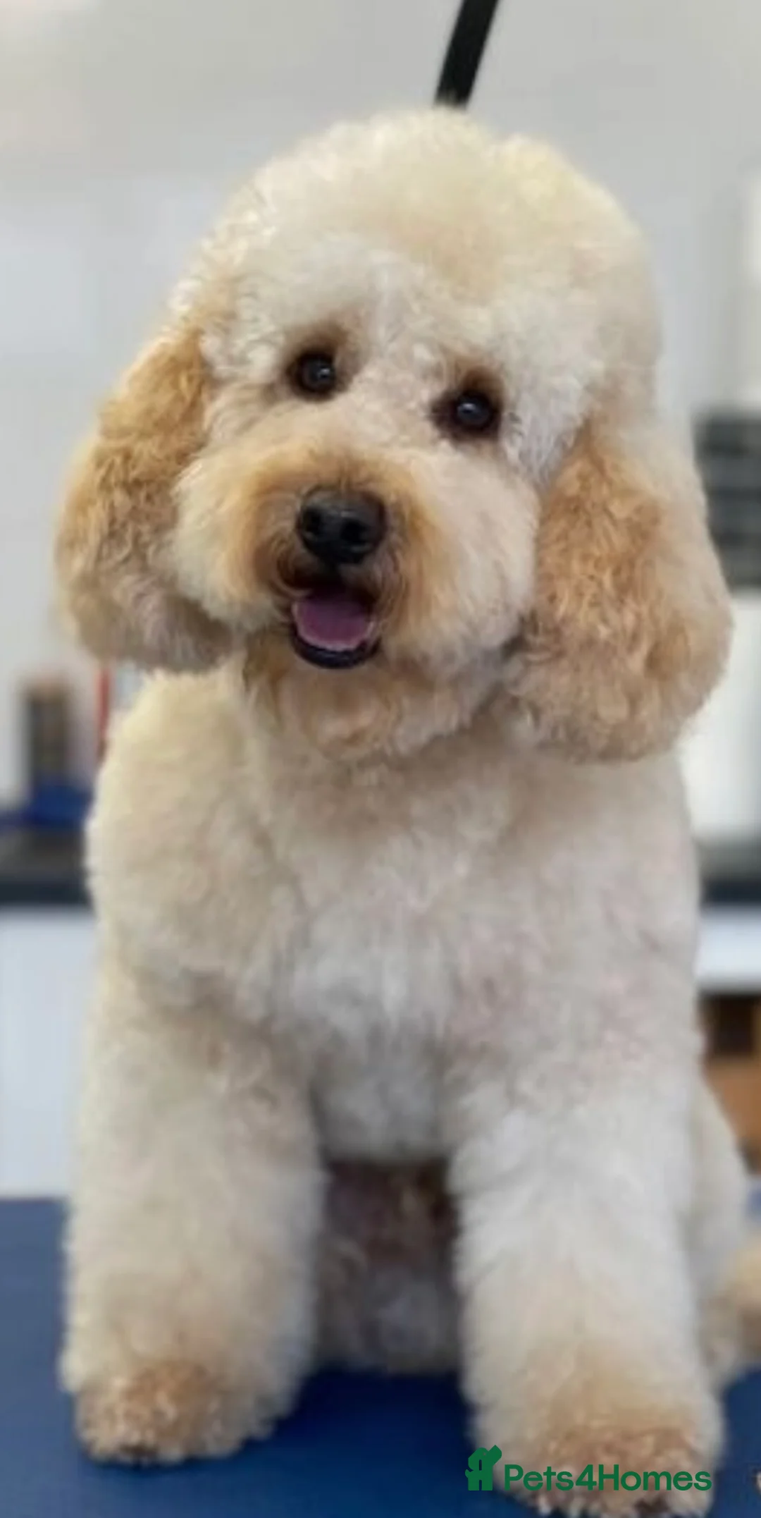 Cockapoo dogs for sale: Beautiful healthy cockapoo - Advert 12