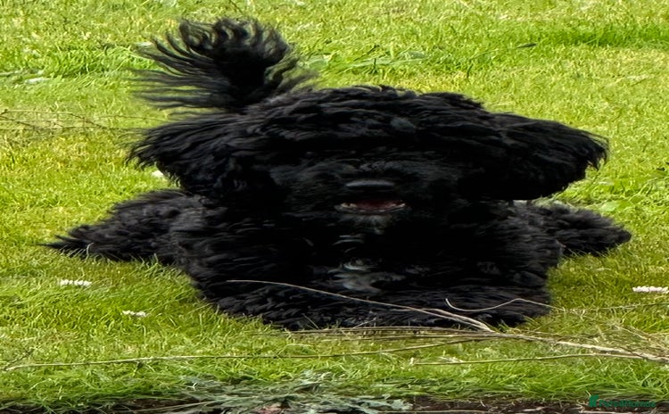 Cavapoo dogs - Advert 1