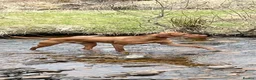 Hungarian Vizsla dogs for sale: Hungarian Vizsla Puppies in Bridgend - Advert 16