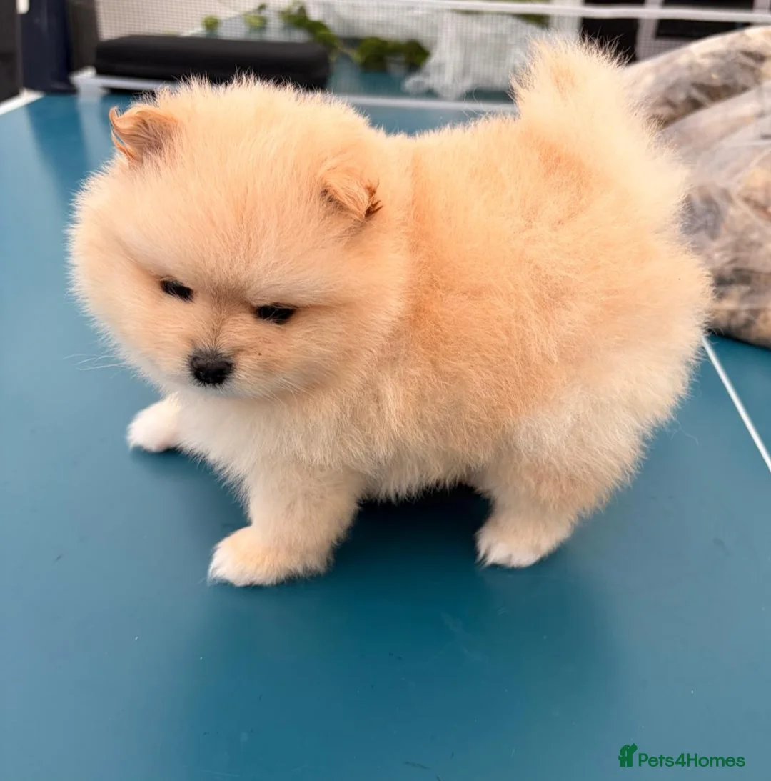 Pomeranian dogs for sale: Stunning cream Teddy purebreed Russian/Ukrainian🌟 - Advert 18