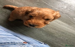 Cockapoo dogs for sale: Stunning cockapoo boys for sale  - Image 8