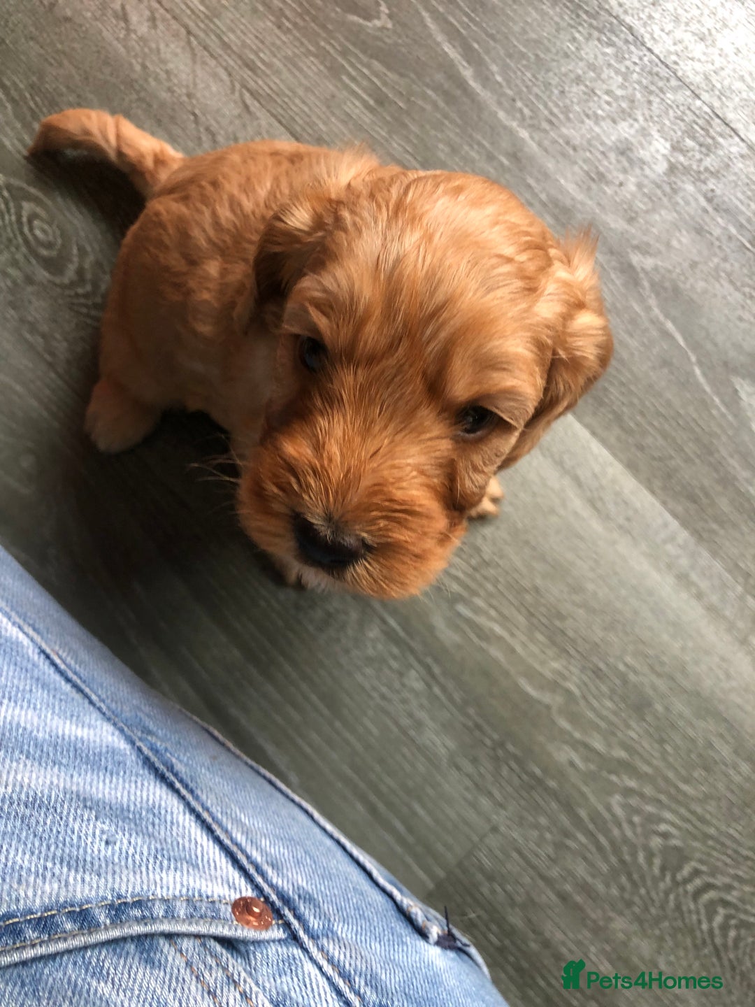 Cockapoo dogs for sale: Stunning cockapoo boys for sale  - Image 8