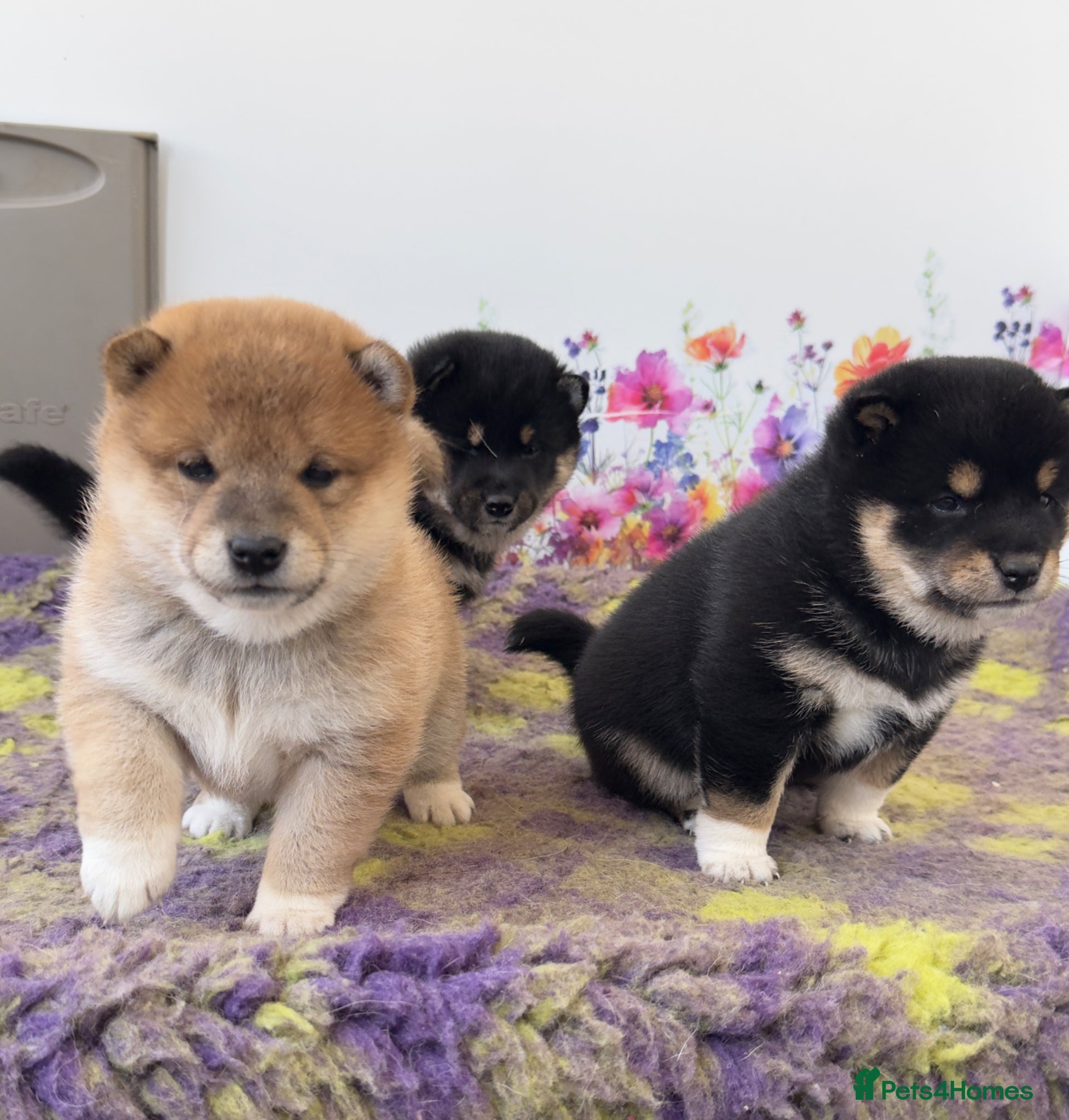 Japanese Shiba Inu dogs Elite Japanese Shiba Inu puppies, pure excellence - Advert 1