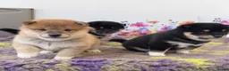 Japanese Shiba Inu dogs for sale: Elite Japanese Shiba Inu puppies, pure excellence - Advert 9