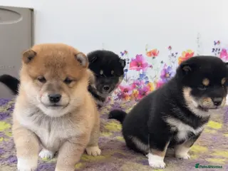 Japanese Shiba Inu dogs Elite Japanese Shiba Inu puppies, pure excellence - Advert 4