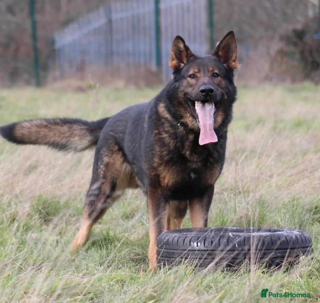 German Shepherd dogs for stud: Bear 🐻 Available for Stud in Birmingham - Advert 2