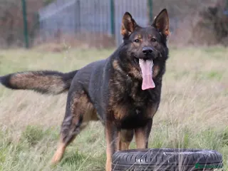 German Shepherd dogs Bear 🐻 Available for Stud - Advert 8