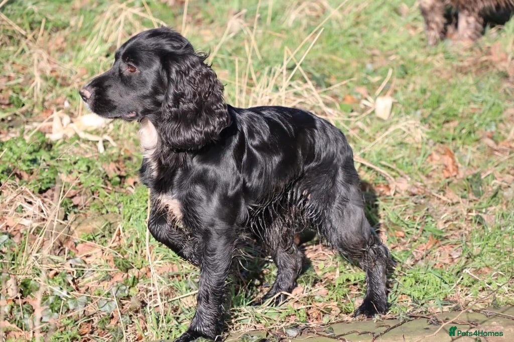 Cocker Spaniel dogs Working cockers - Advert 1