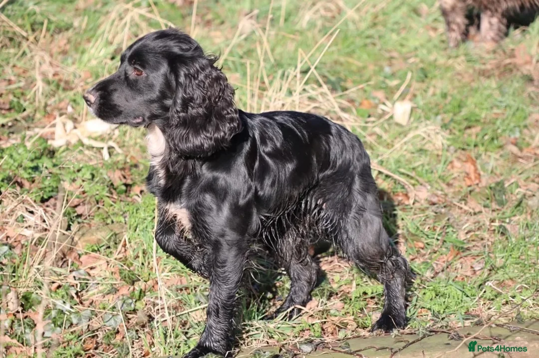 Cocker Spaniel dogs for sale: Working cockers in Stone - Advert 1