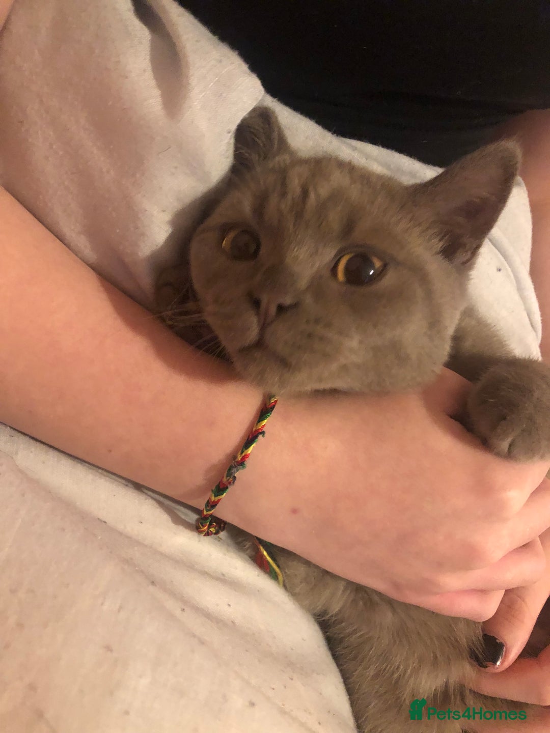 British Shorthair cats for sale: Beautiful boy  - Advert 4