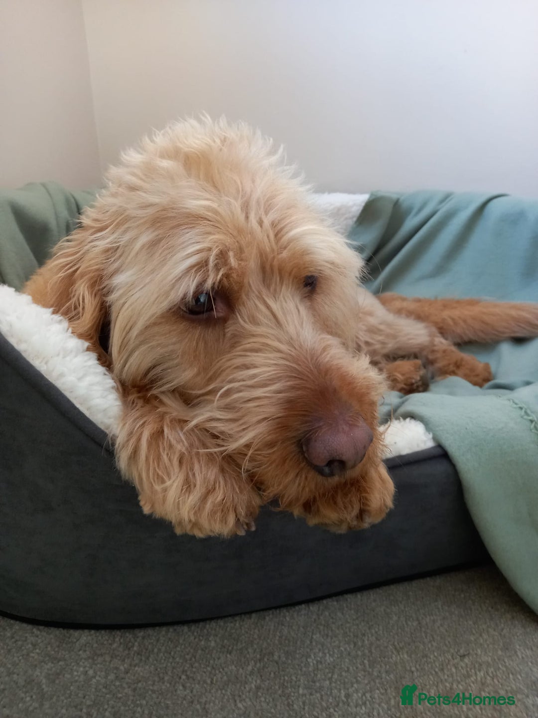 Labradoodle dogs for sale: Apricot Labradoodle - Male - Buddy! - Advert 3