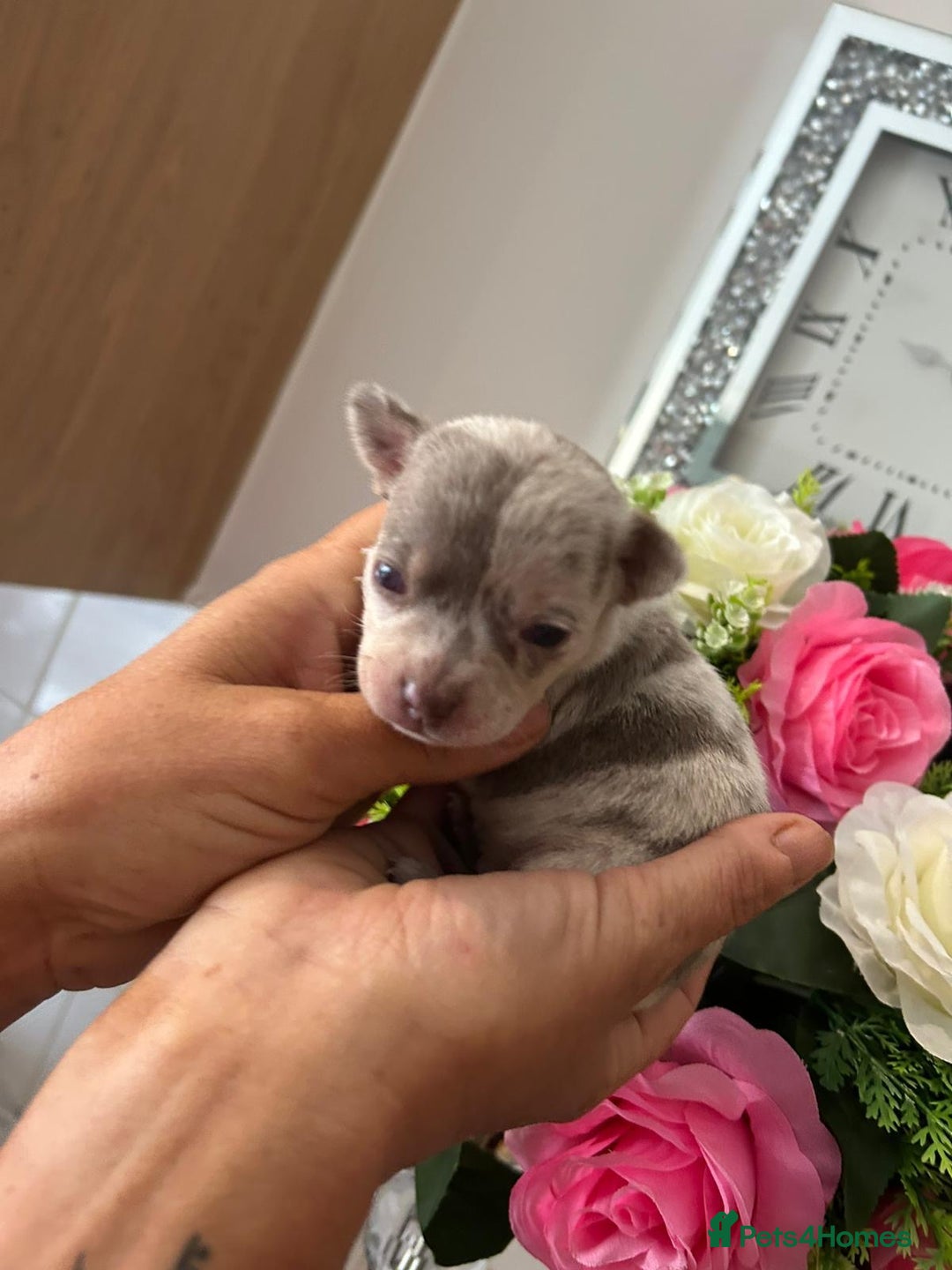 Chihuahua dogs for sale: Loving home needed🐶🐾🩷 - Image 6