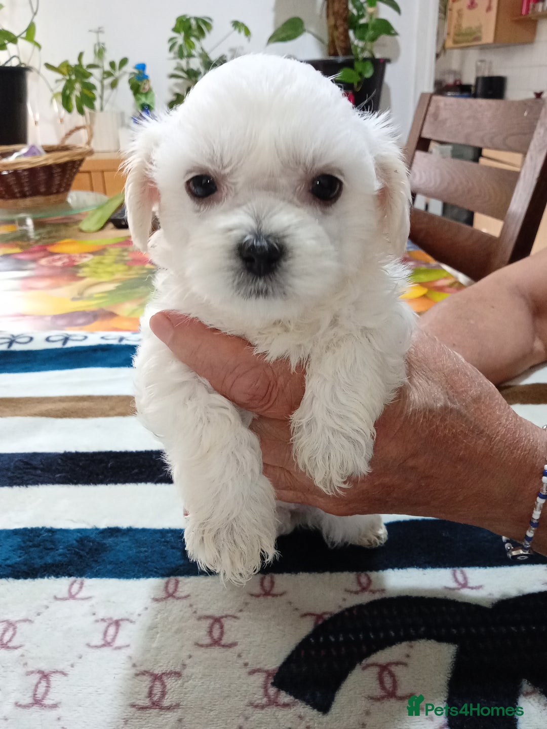 Maltese dogs for sale: Maltese puppies  - Image 2