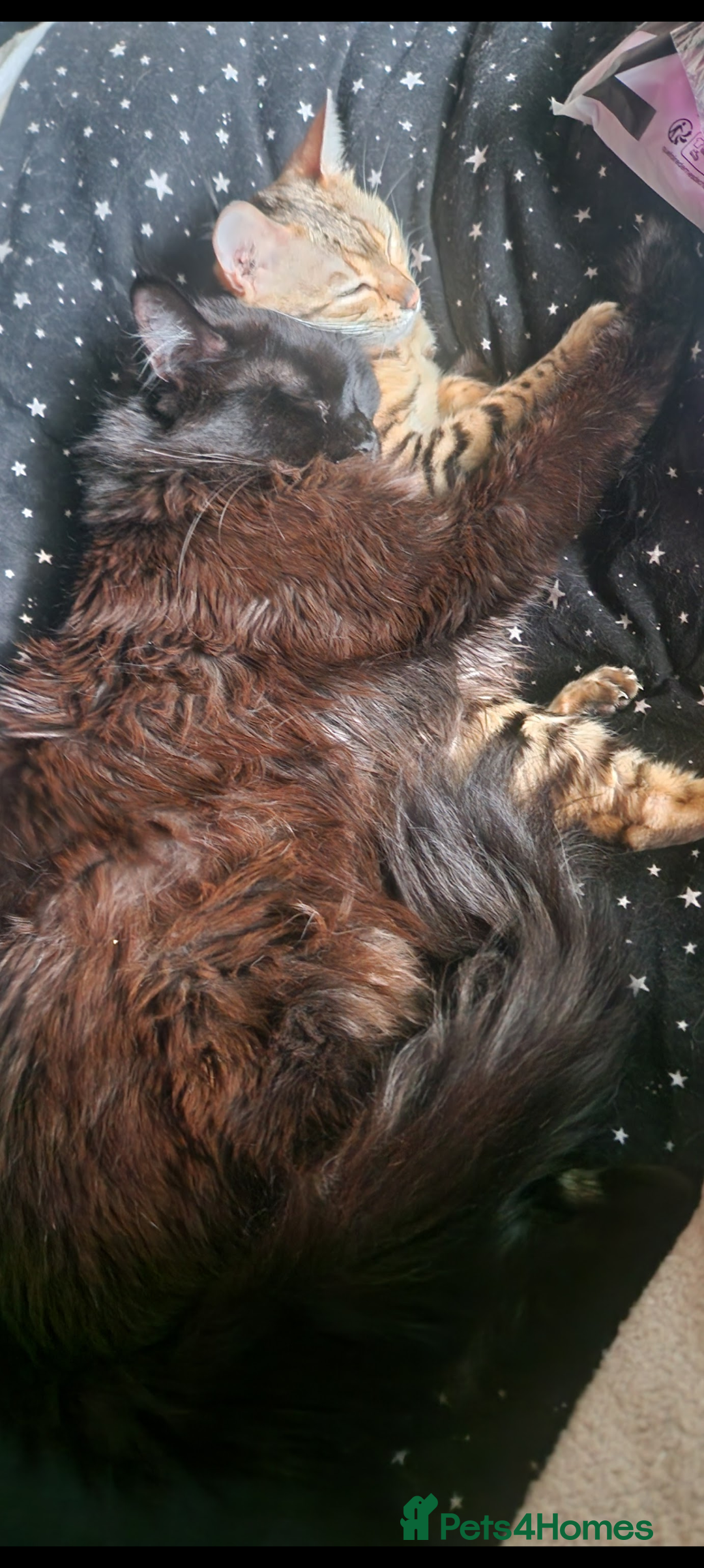 Maine Coon cats for sale: GCCF MALE MAINE COON in Sunderland - Image 3