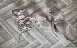 Miniature Dachshund dogs for sale: Beautiful Miniature Dachshunds  - Image 2