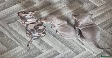 Miniature Dachshund dogs - Advert 3