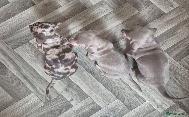 Miniature Dachshund dogs - Advert 3