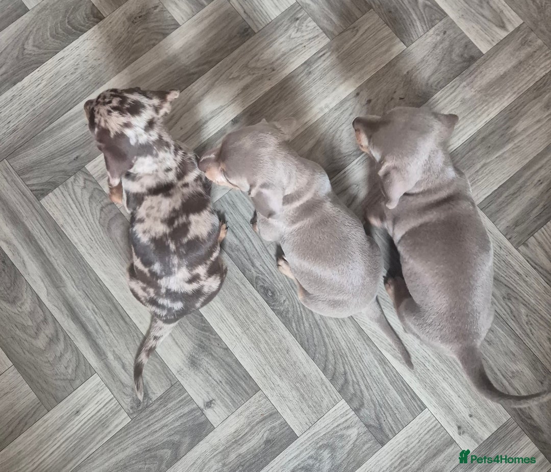 Miniature Dachshund dogs for sale: Beautiful Miniature Dachshunds  - Image 2