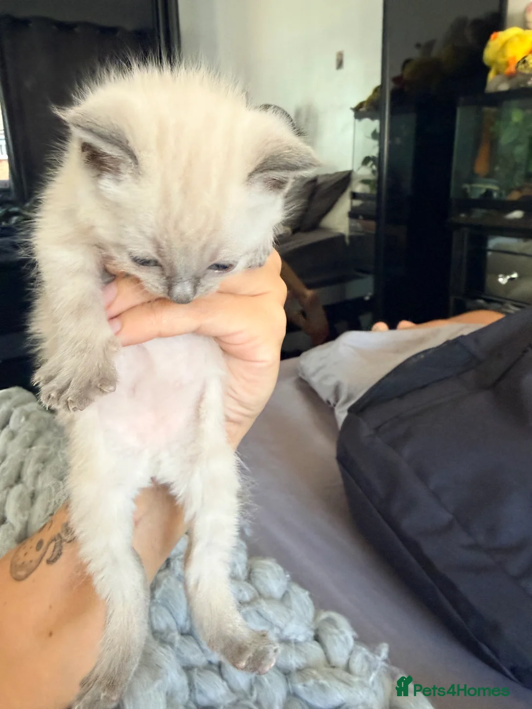 Mixed Breed cats for sale: Mixed kittens - ragdoll - Advert 2