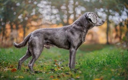 Labrador Retriever dogs for sale: Highest Health Tested Silver Puppies  - Image 4