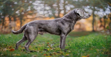 Labrador Retriever dogs - Advert 1