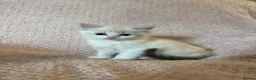 Ragdoll cats for sale: Beautiful pedigree Ragdoll kittens  - Advert 3