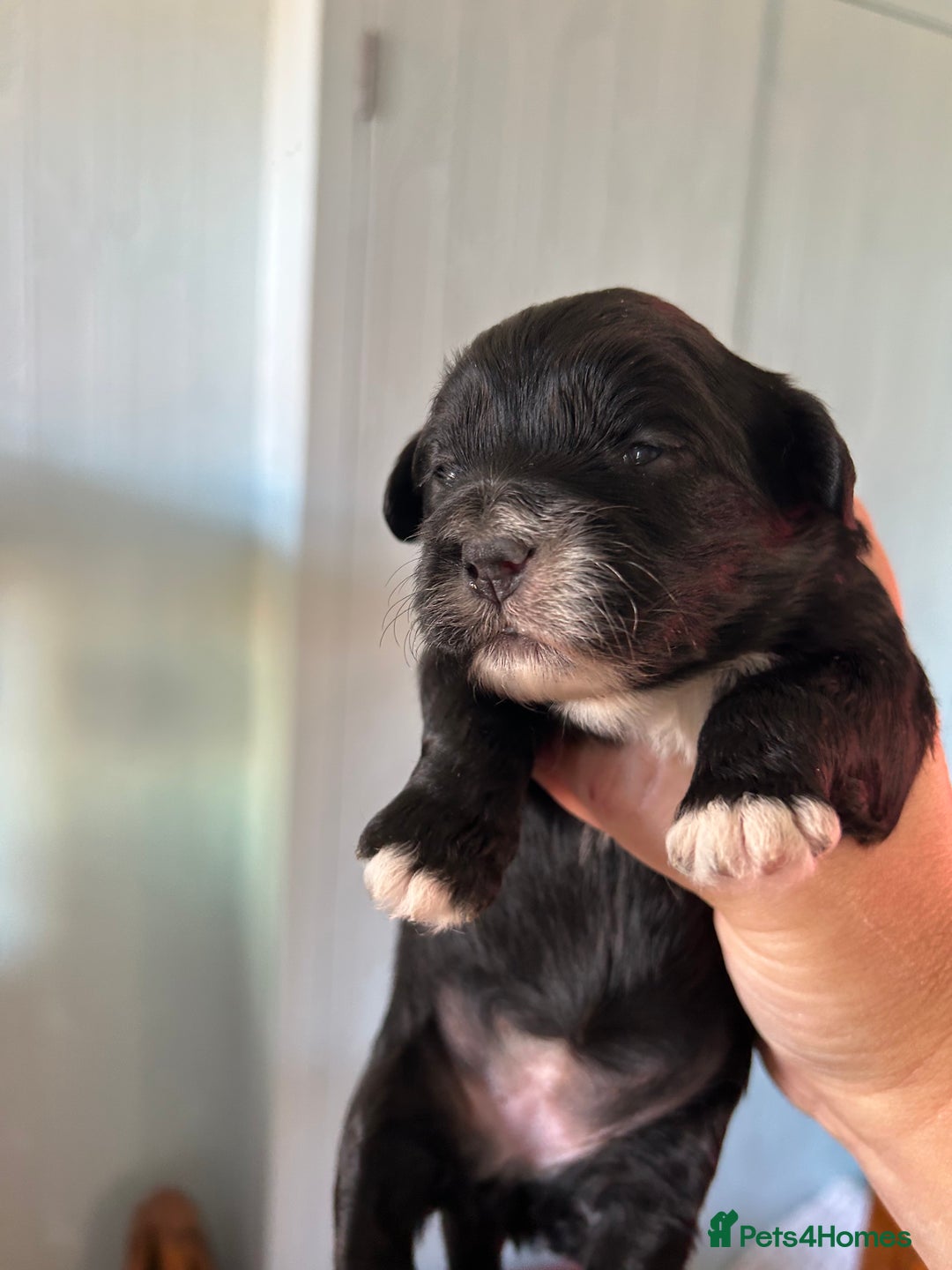 Mixed Breed dogs for sale: Peekapoo puppies for sale  - Image 7