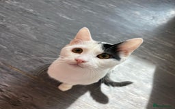 Mixed Breed cats for adoption: ARES BOY - FIONA MIX TURKISH ANGORA GIRL BONDED  - Advert 4