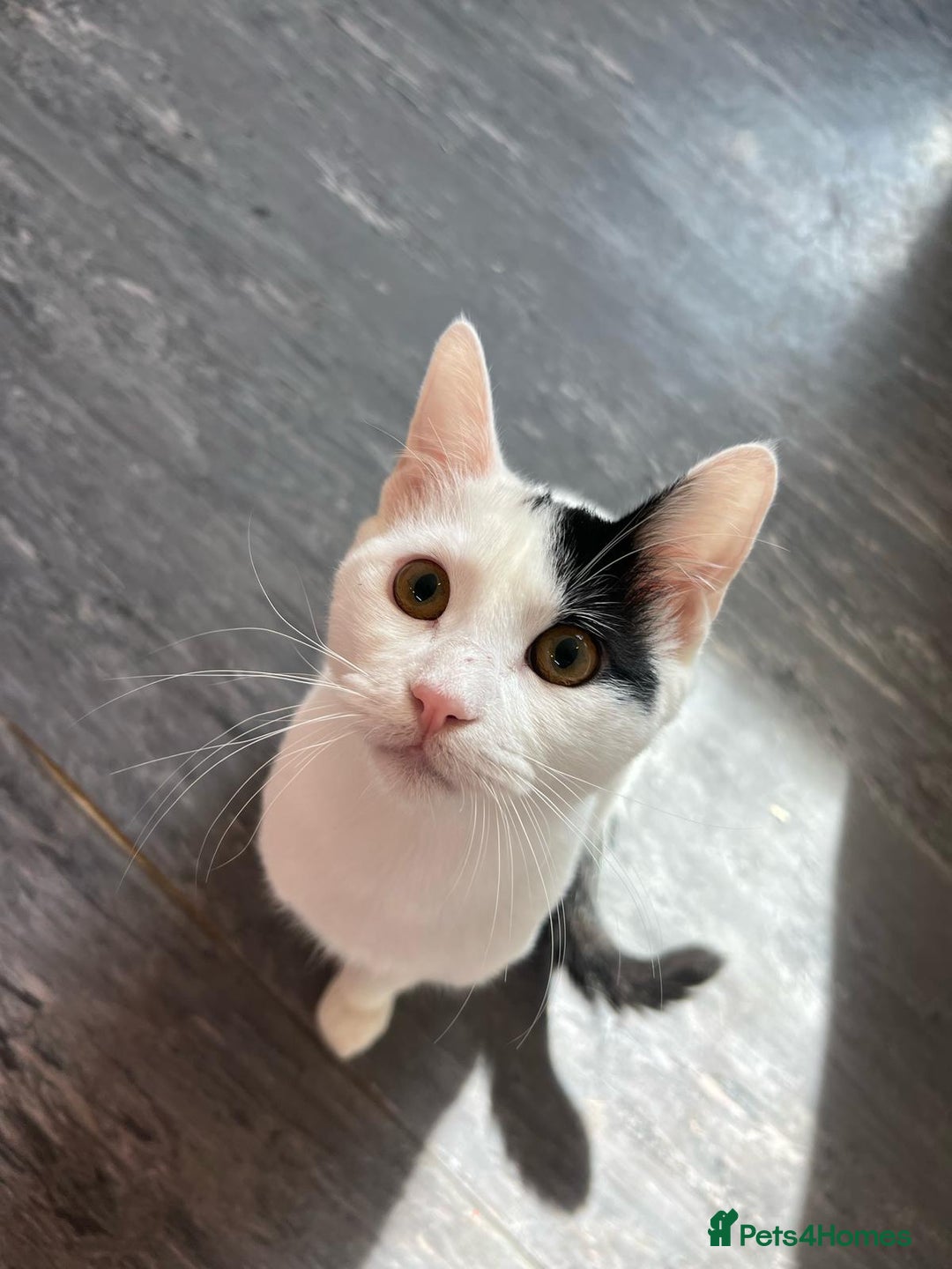 Mixed Breed cats for adoption: ARES BOY - FIONA MIX TURKISH ANGORA GIRL BONDED  - Advert 4