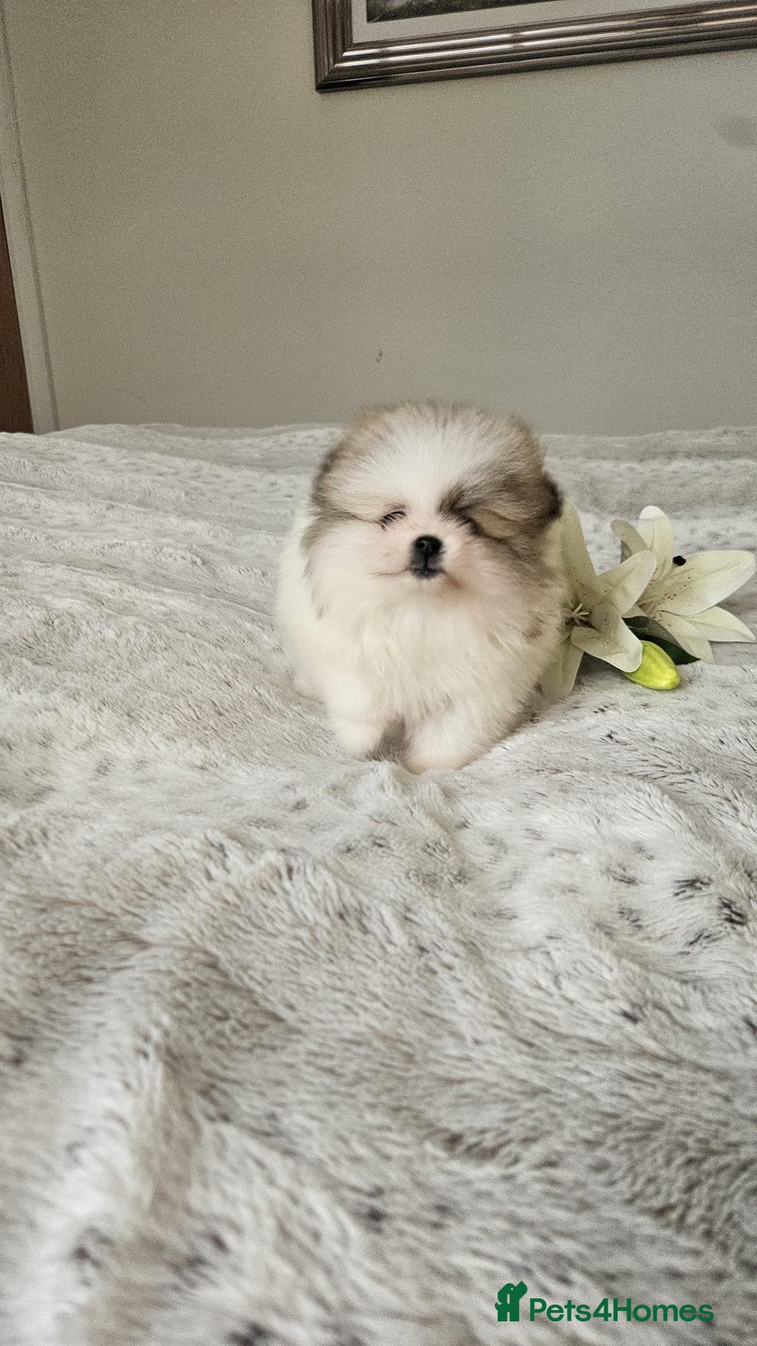 Pomeranian dogs for sale: Little beautiful pomeranians Tamworth  - Advert 23
