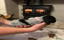 Mixed Breed dogs for sale: German wirehaired pointer x German wirehaired/Lab - Image 6