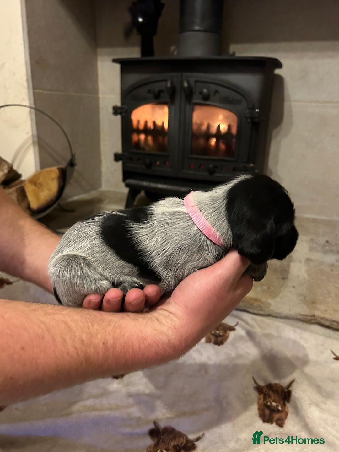 Mixed Breed dogs for sale: German wirehaired pointer x German wirehaired/Lab - Image 6