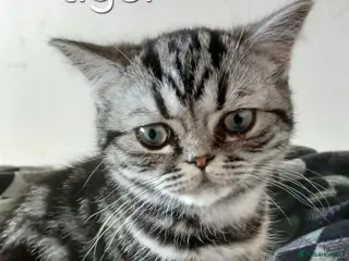 British Shorthair cats Bsh. Silver Tabby kittens. - Advert 2