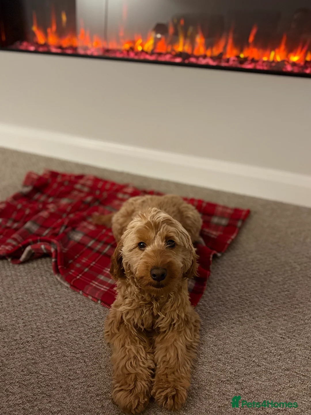 Cockapoo dogs for sale: Beautiful miniature F1B cockapoo  - Advert 9