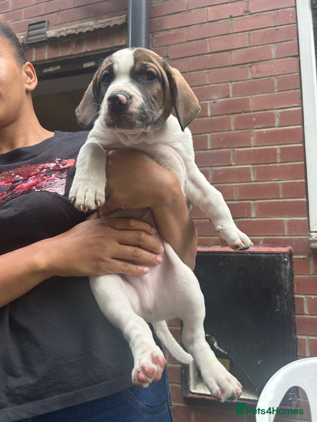 Mixed Breed dogs for sale: 🐾Cocker-Pie (Mini Hippo)s🐾 - Image 30