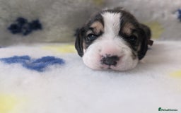 Beagle dogs for sale: Champion Show Line Beagle Puppies - Image 16