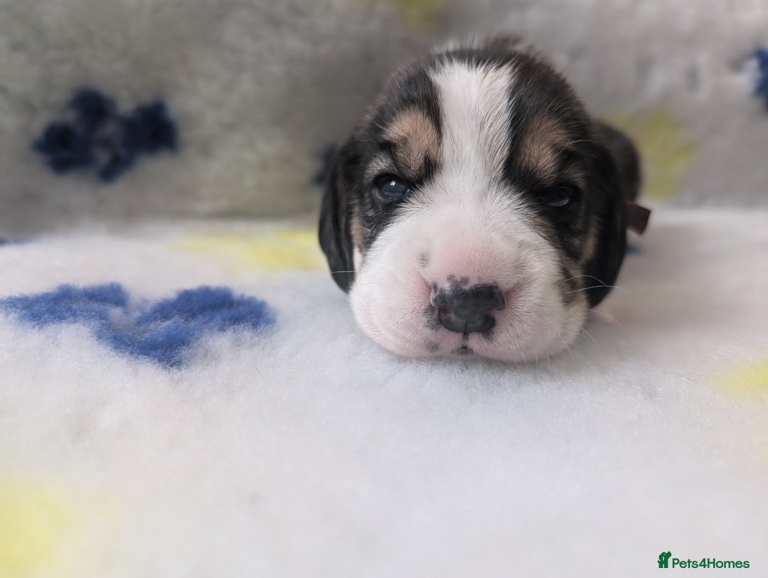 Beagle dogs for sale: Champion Show Line Beagle Puppies - Image 16