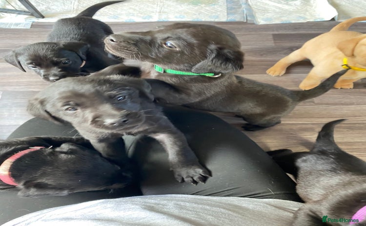 Labrador Retriever dogs KC reg Working Labradors Yellow & Black - Advert 14