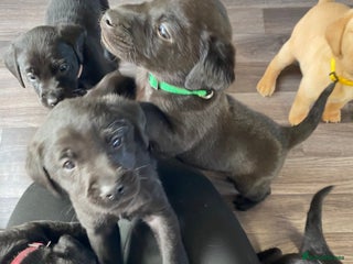 Labrador Retriever dogs KC reg Working Labradors Yellow & Black - Advert 2