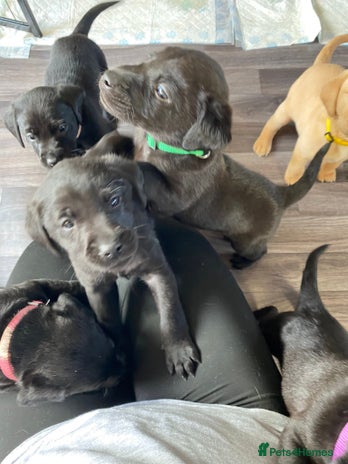 Labrador Retriever dogs KC reg Working Labradors Yellow & Black - Advert 14