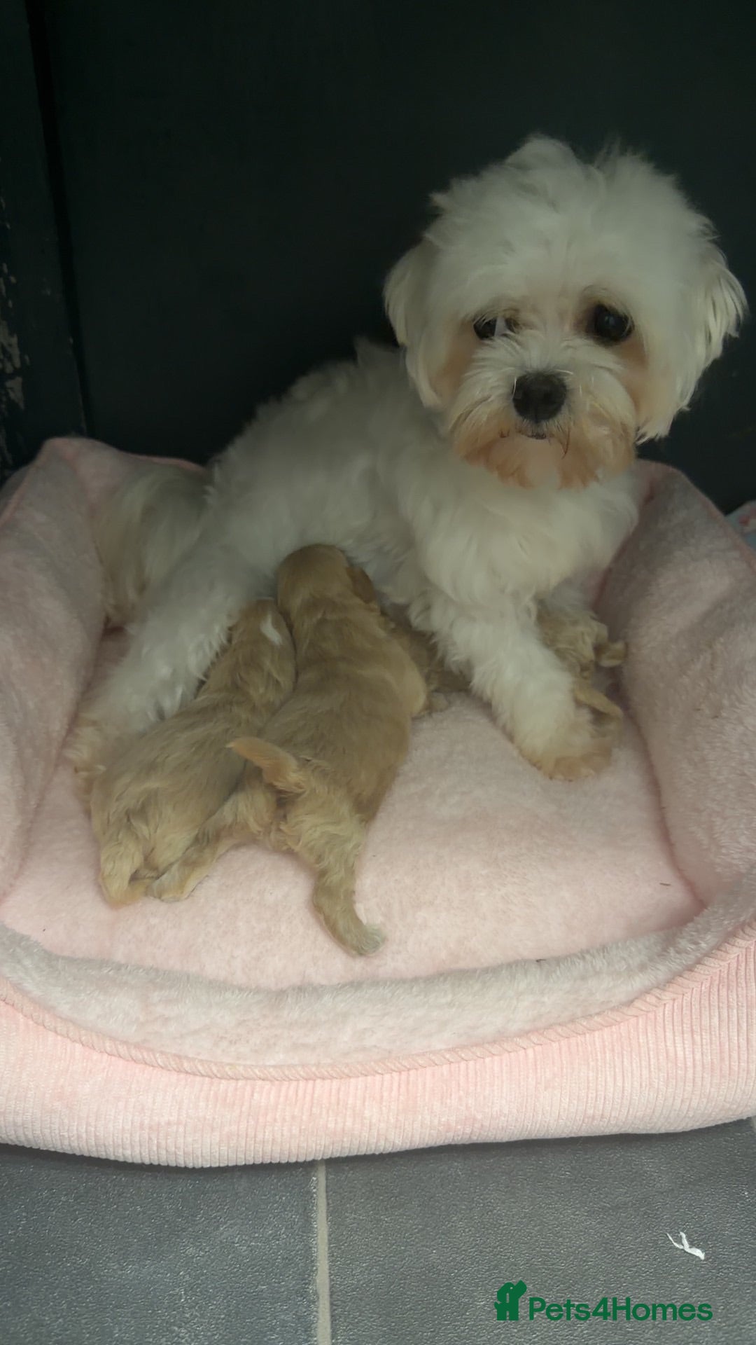 Maltipoo dogs Tiny Korean Maltipoos,KC dna health clear parents - Advert 1